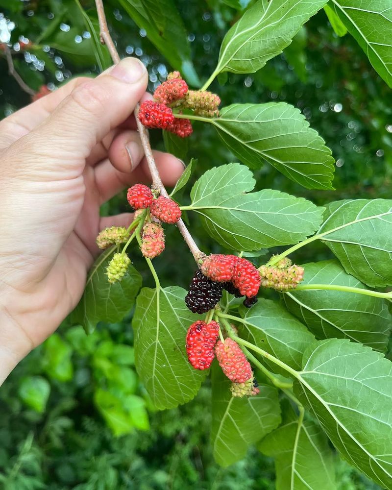 Mulberry Trees Grow Quickly In Summer Heat