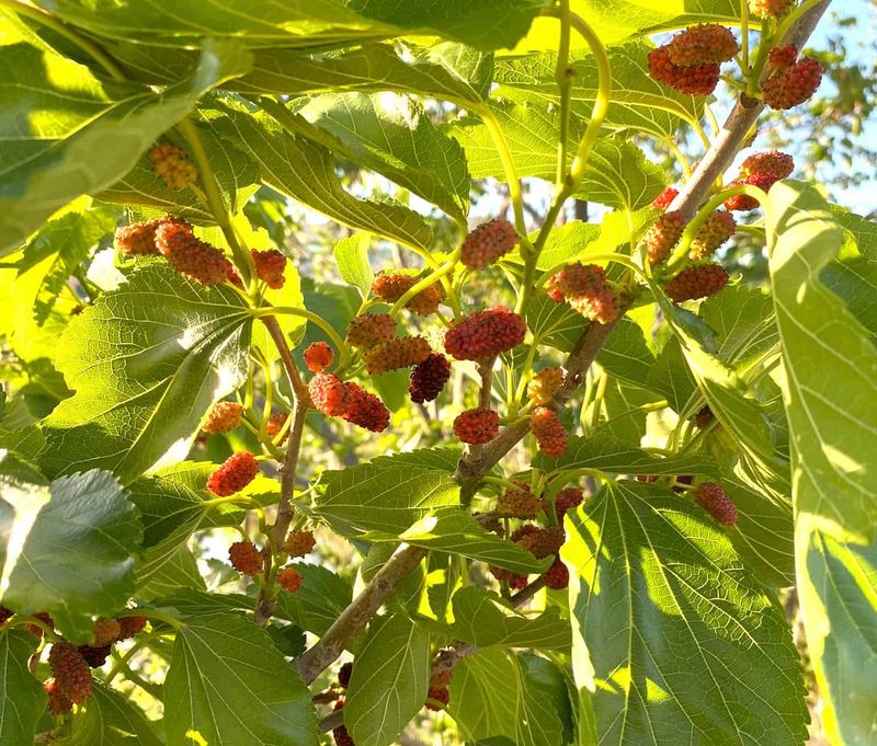 Mulberry Trees Leave Behind Constant Messes