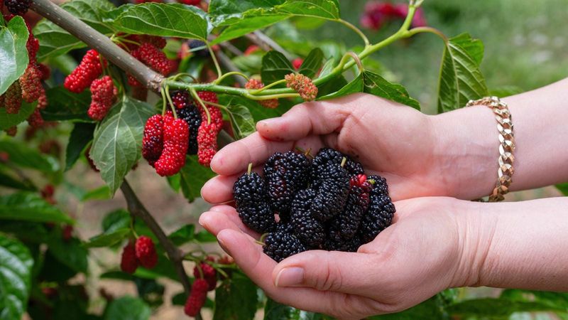 Mulberry