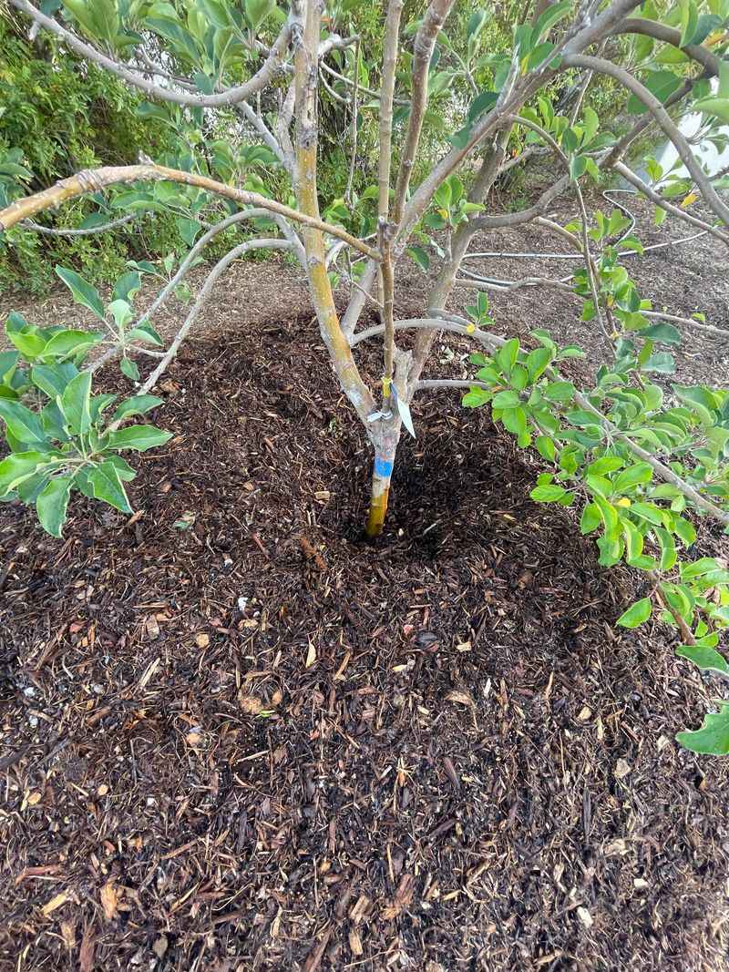 Mulch Against The Trunk Can Keep Bark Too Wet