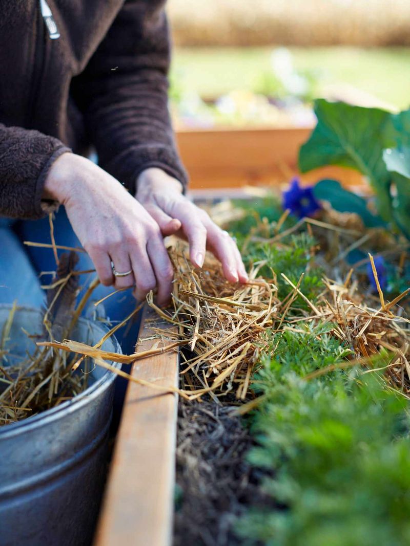 Mulch And Irrigation Plans Matter In Summer Heat Mulch And Irrigation Plans Matter In Summer Heat