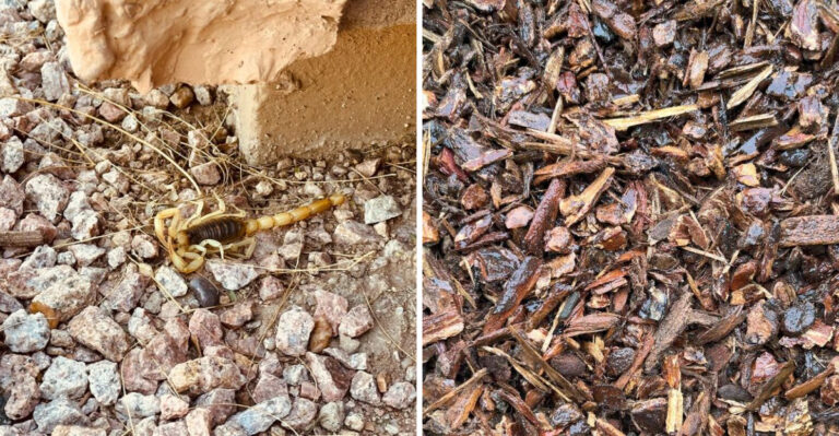 Mulch And Rock Types That Could Be Increasing Scorpion Activity Around Your Arizona Home