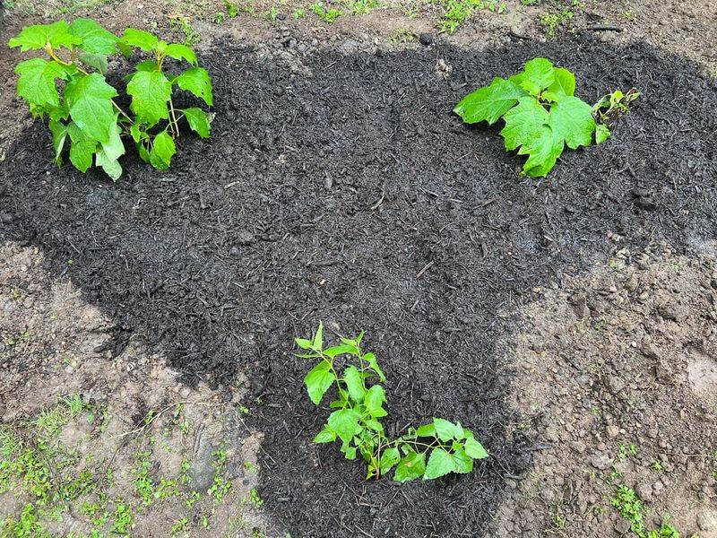 Mulch And Water Help The Plant Recover After Blooming