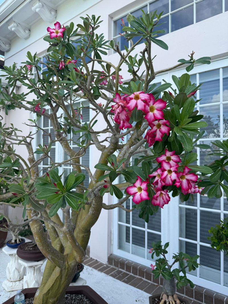 Mulch Around Desert Roses To Steady Soil Moisture