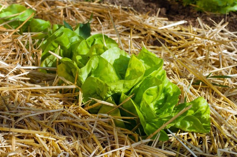 Mulch Around Lettuce To Cool Soil