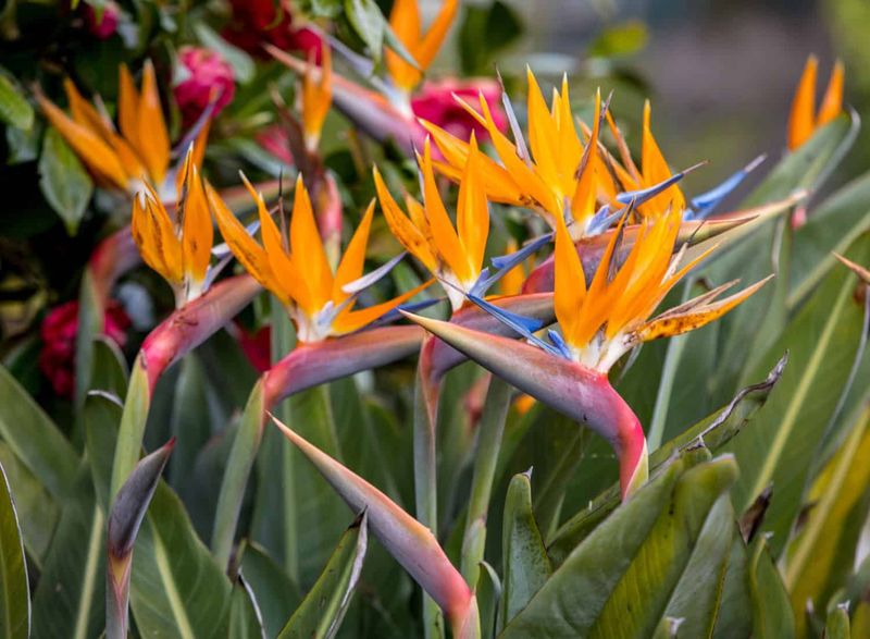 Mulch Around Outdoor Clumps To Cool Soil