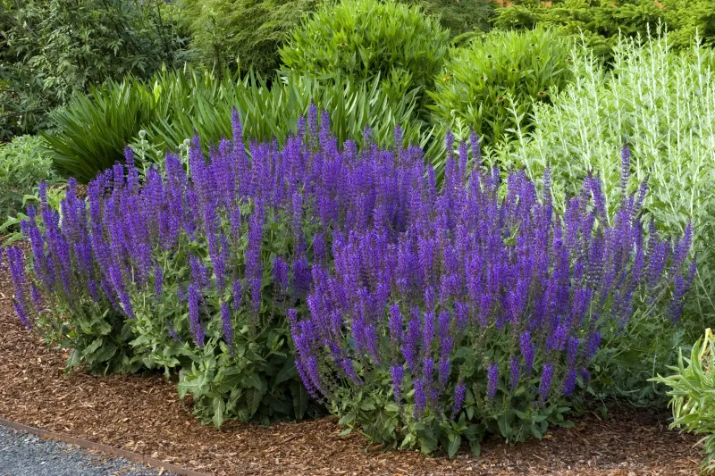Mulch Around The Base
