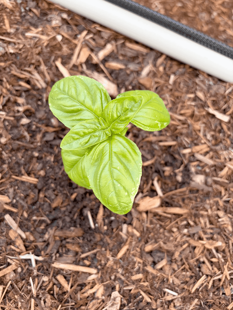 Mulch Around Your Plants