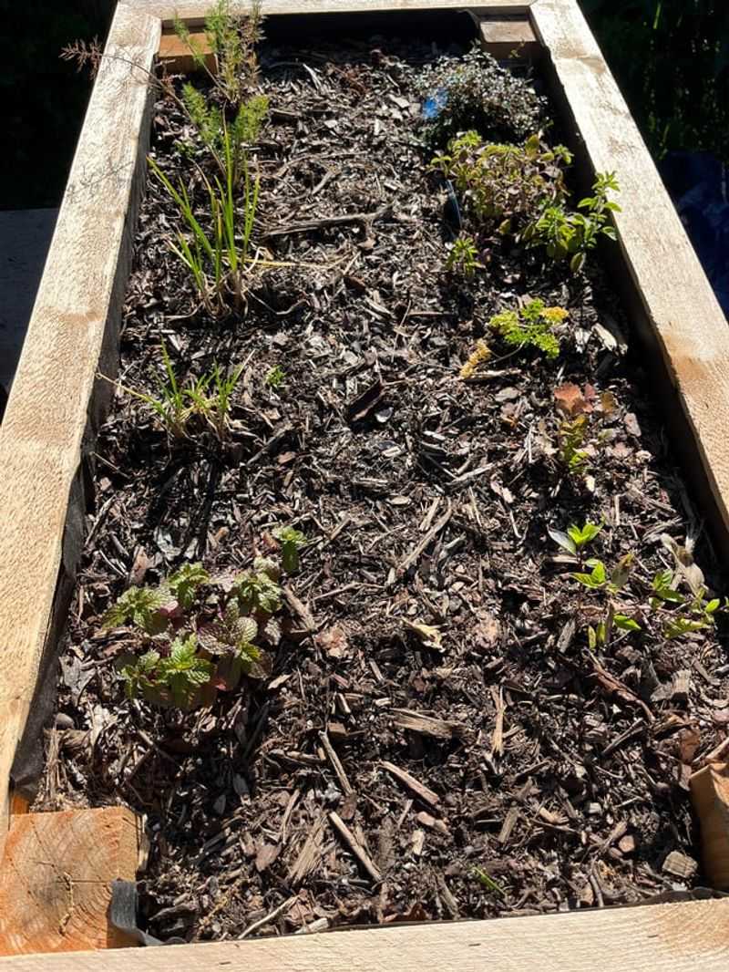Mulch Becomes Summer Protection