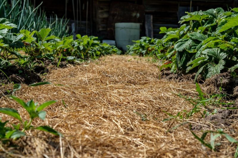 Mulch Beds Before June Heat Dries The Soil Fast