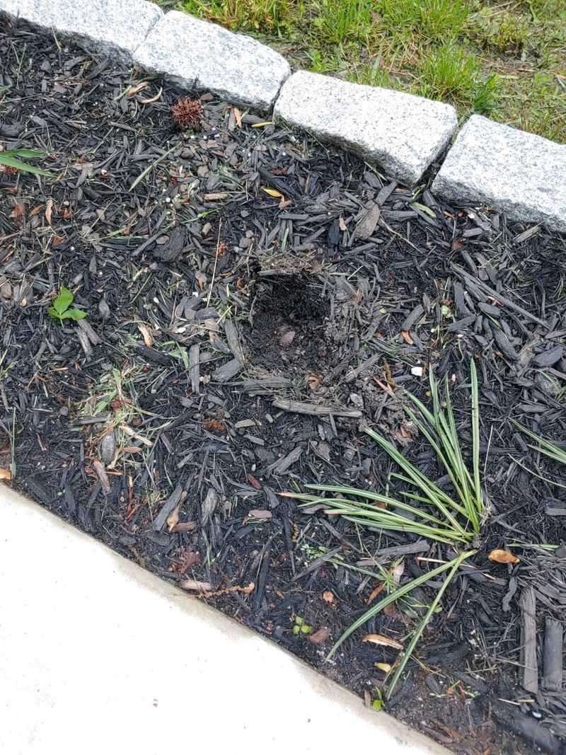 Mulch Beds Hold More Invertebrates Mulch Beds Hold More Invertebrates