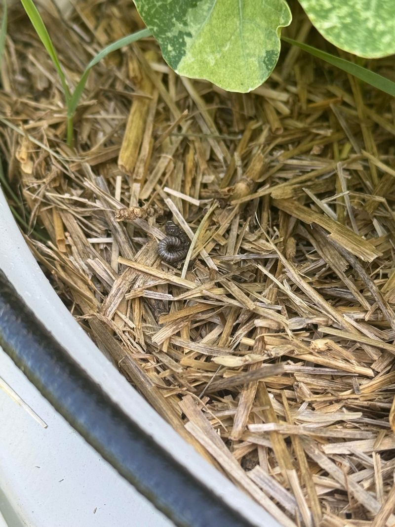 Mulch Before California Heat Dries The Bed Mulch Before California Heat Dries The Bed