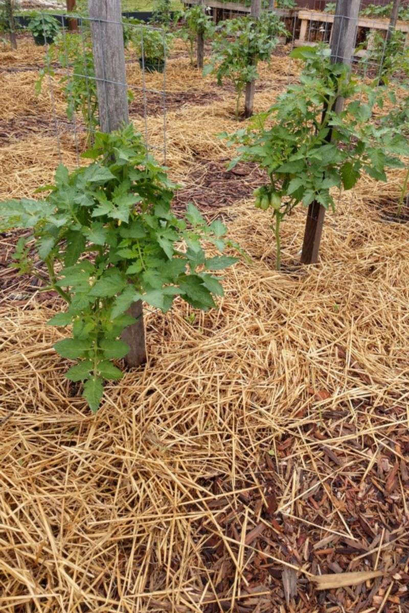 Mulch Before Summer Heat Dries The Roots