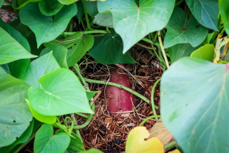 Mulch Between Young Vines