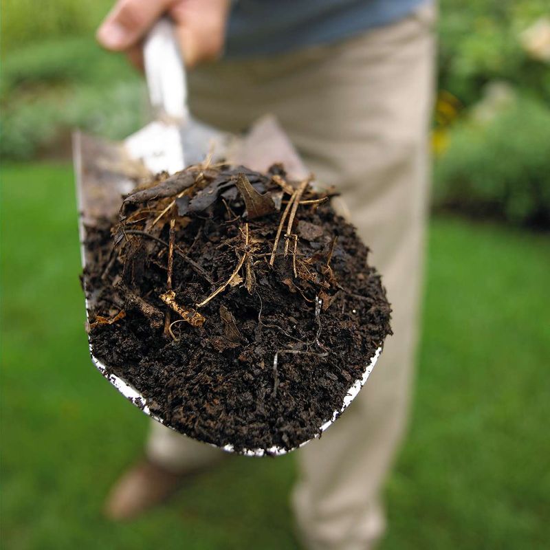Mulch Builds Better Soil From The Top Down Mulch Builds Better Soil From The Top Down