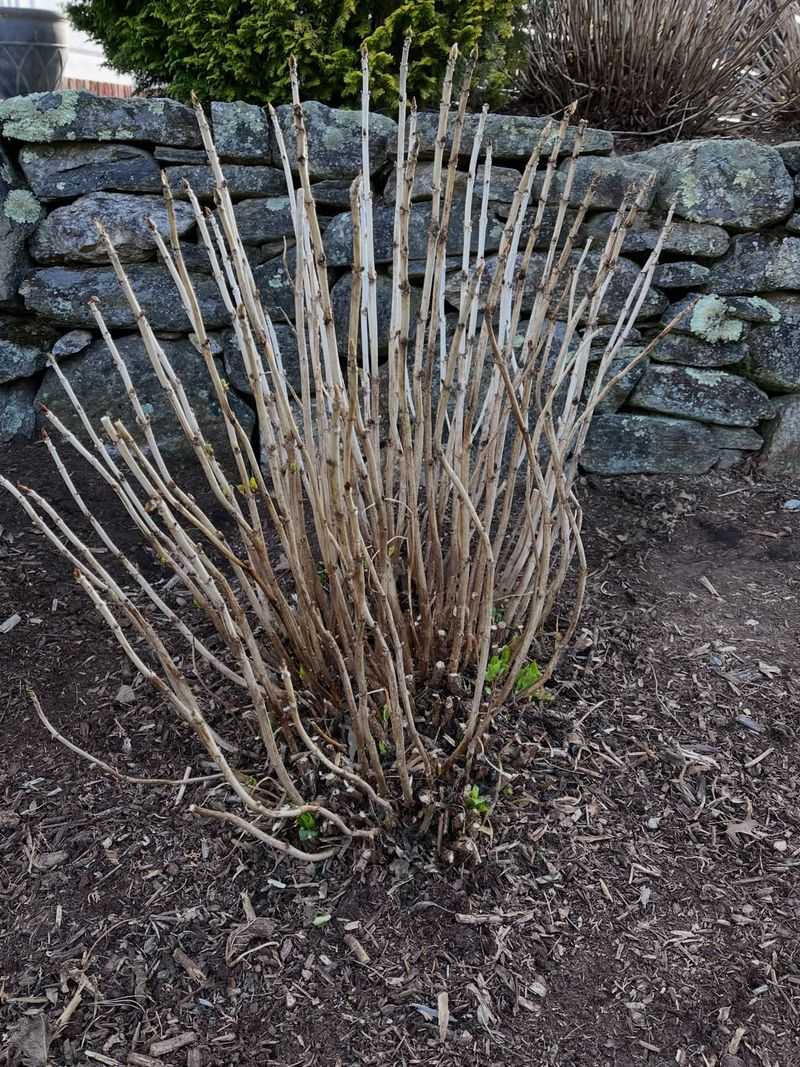Mulch Carefully Around Roots