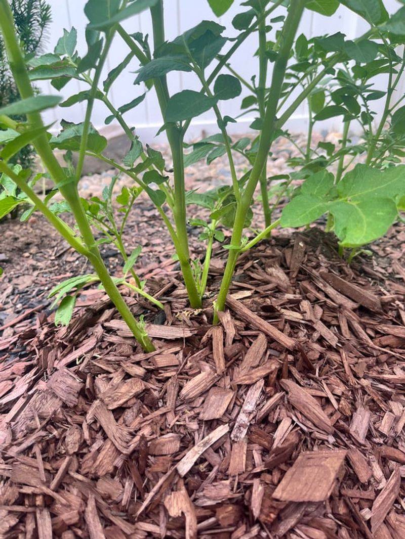 Mulch Carefully To Reduce Soil Splash