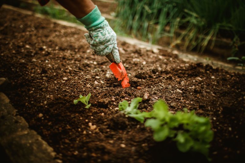 Mulch Heavily To Lock In Whatever Moisture You Have Mulch Heavily To Lock In Whatever Moisture You Have