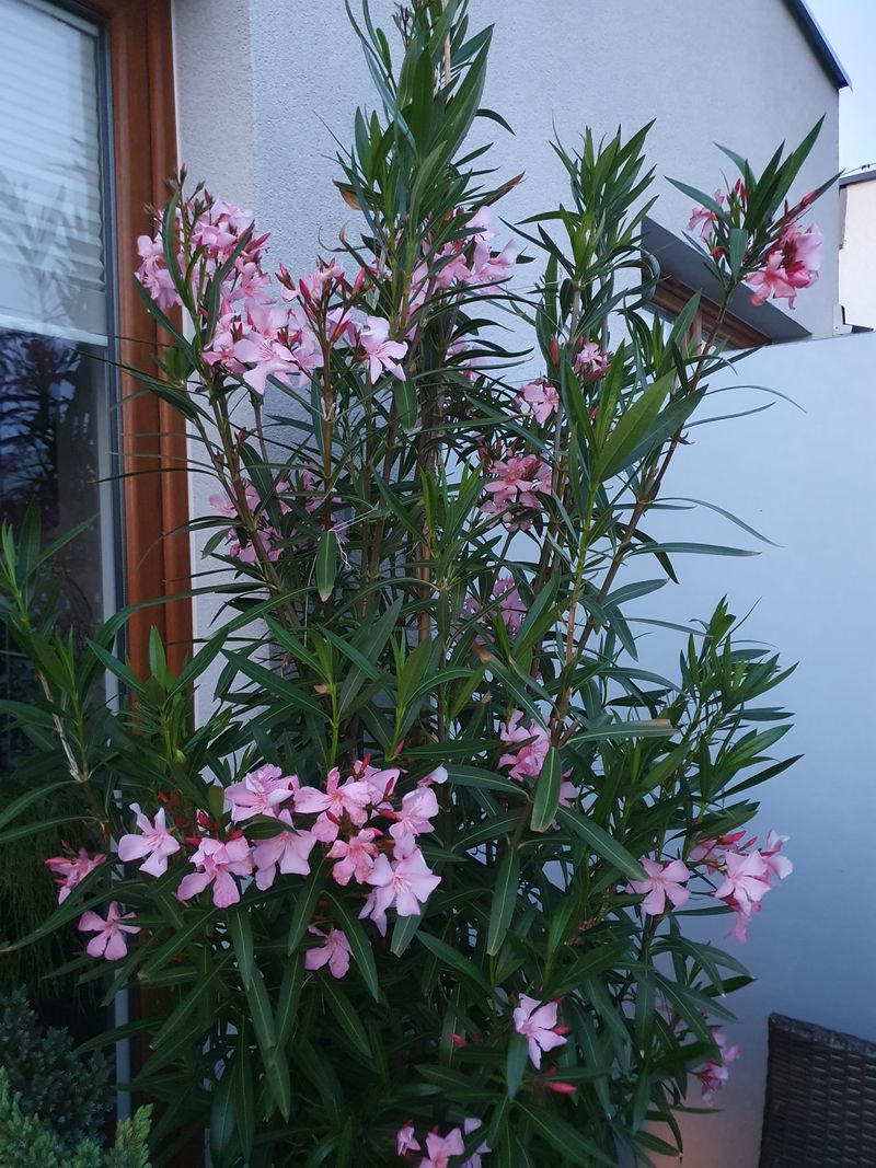 Mulch Hedges Like Oleander To Reduce Moisture Loss