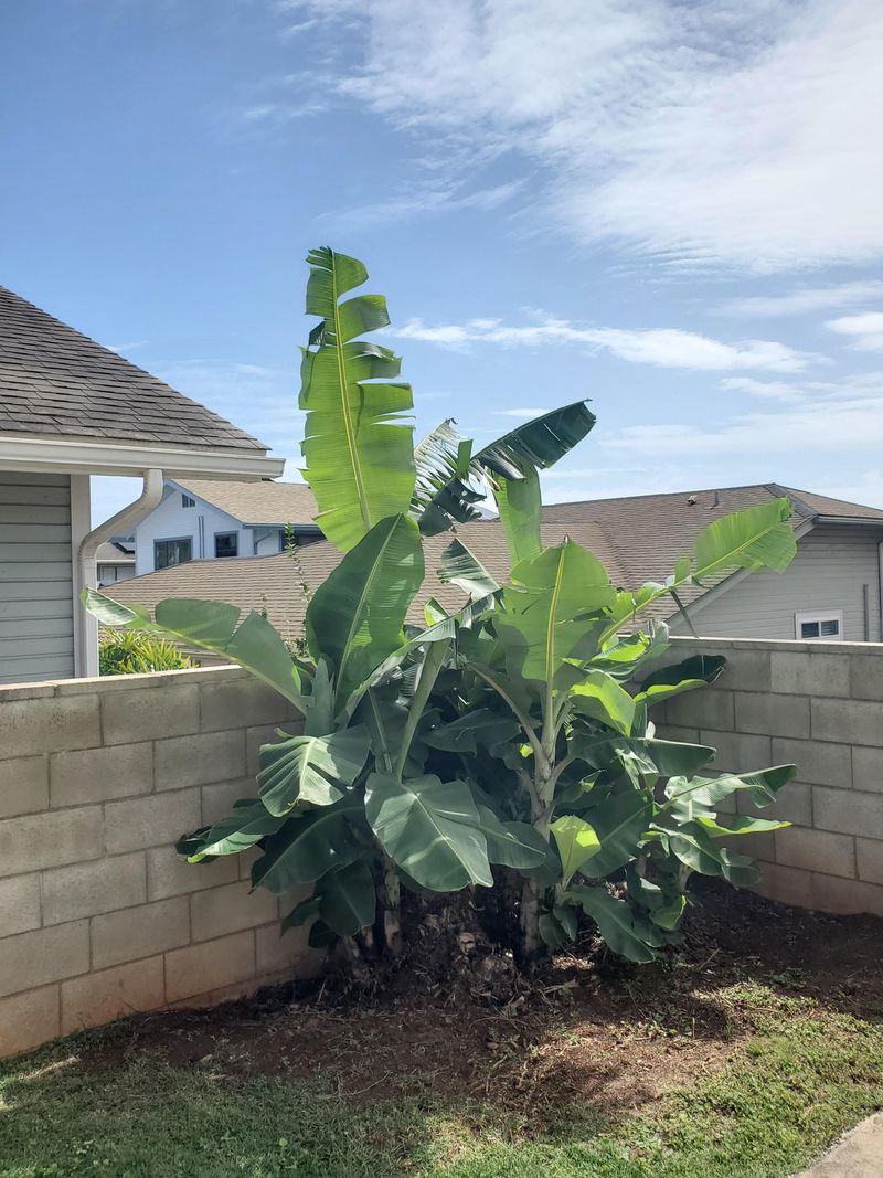 Mulch Helps Banana Roots Stay Cooler And Steadier