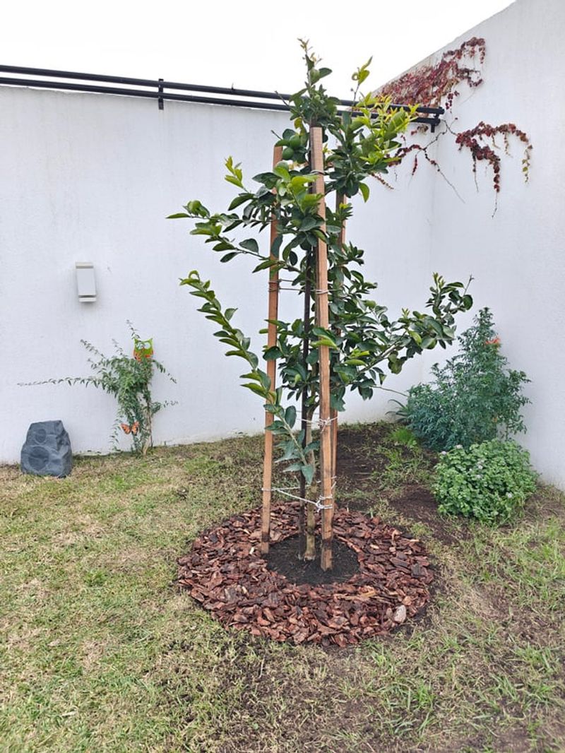 Mulch Helps Citrus Hold Moisture Through June Heat