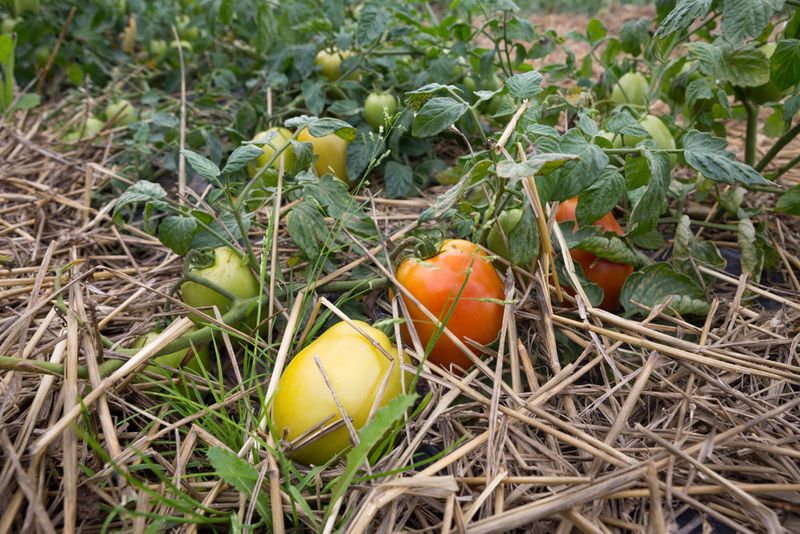 Mulch Helps Cool Soil And Hold Moisture