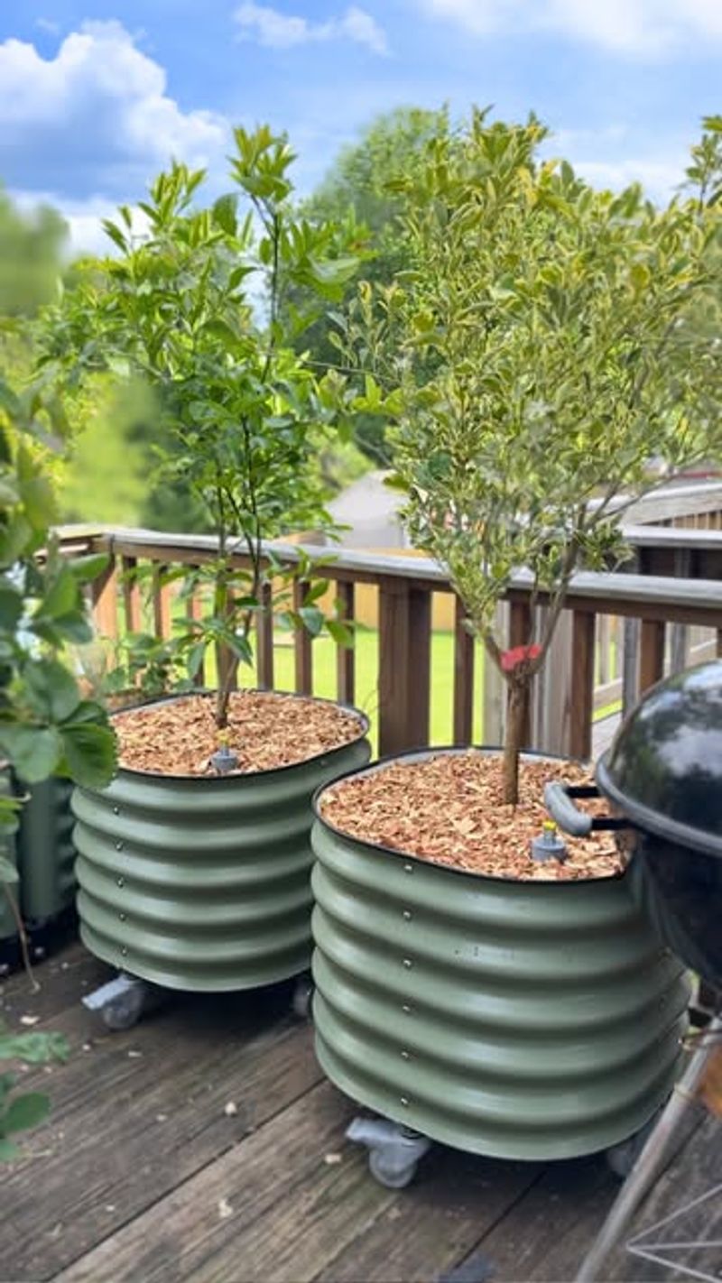 Mulch Helps Keep Container Roots Cooler