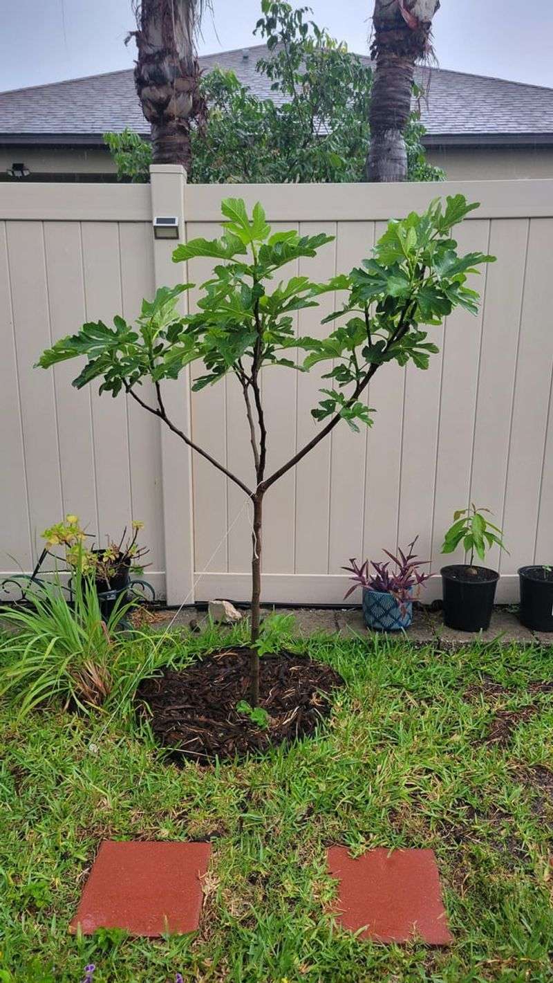 Mulch Helps Keep Roots Evenly Moist
