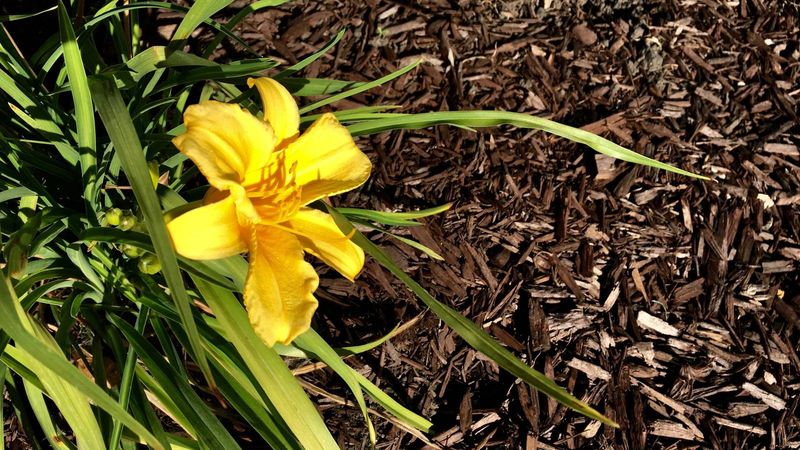 Mulch Helps Keep Soil Moist And Cool