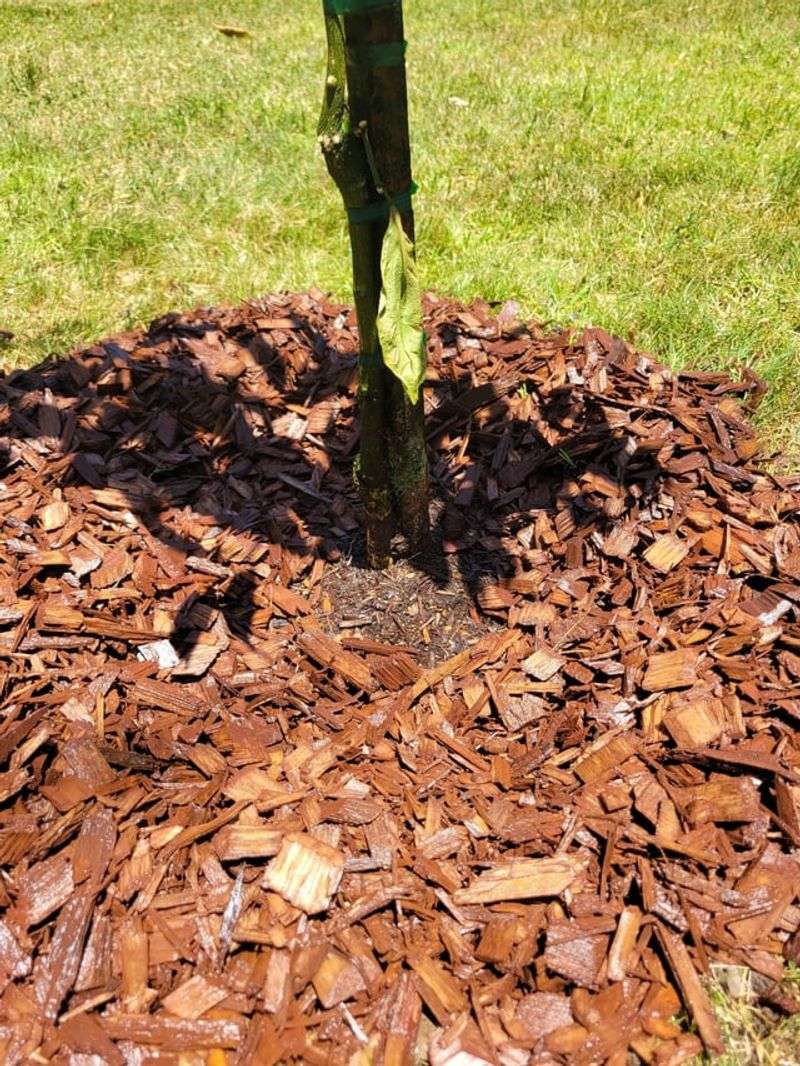 Mulch Helps Keep Soil Moisture Steadier Mulch Helps Keep Soil Moisture Steadier