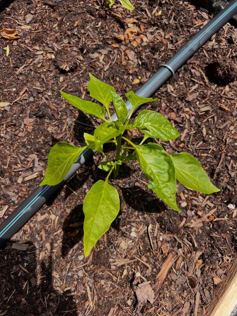 Mulch Helps Moderate Soil Temperature And Moisture