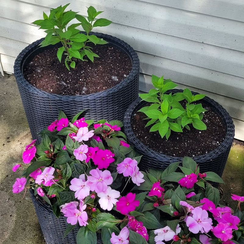 Mulch Helps Pots Hold Moisture Longer