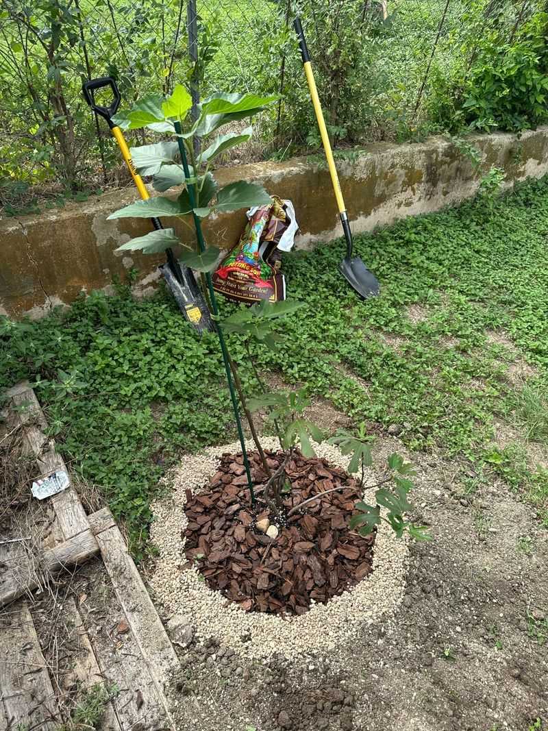 Mulch Helps Protect Fig Roots In Hot Weather Mulch Helps Protect Fig Roots In Hot Weather