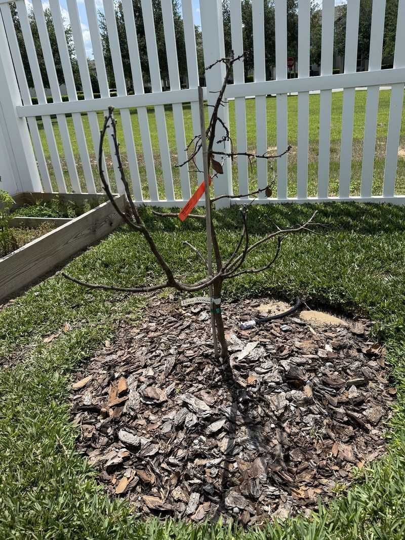 Mulch Helps Protect Shallow Avocado Roots