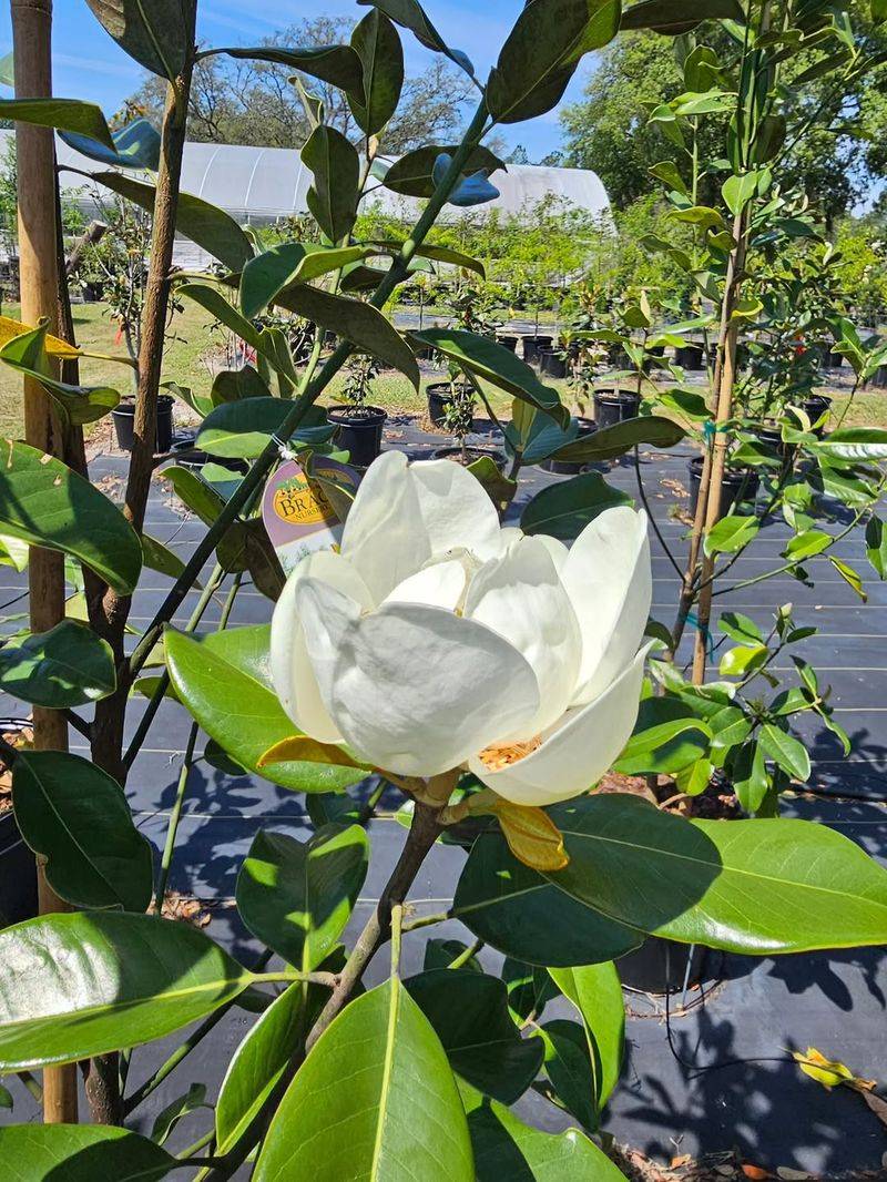 Mulch Helps Protect Shallow Magnolia Roots Mulch Helps Protect Shallow Magnolia Roots