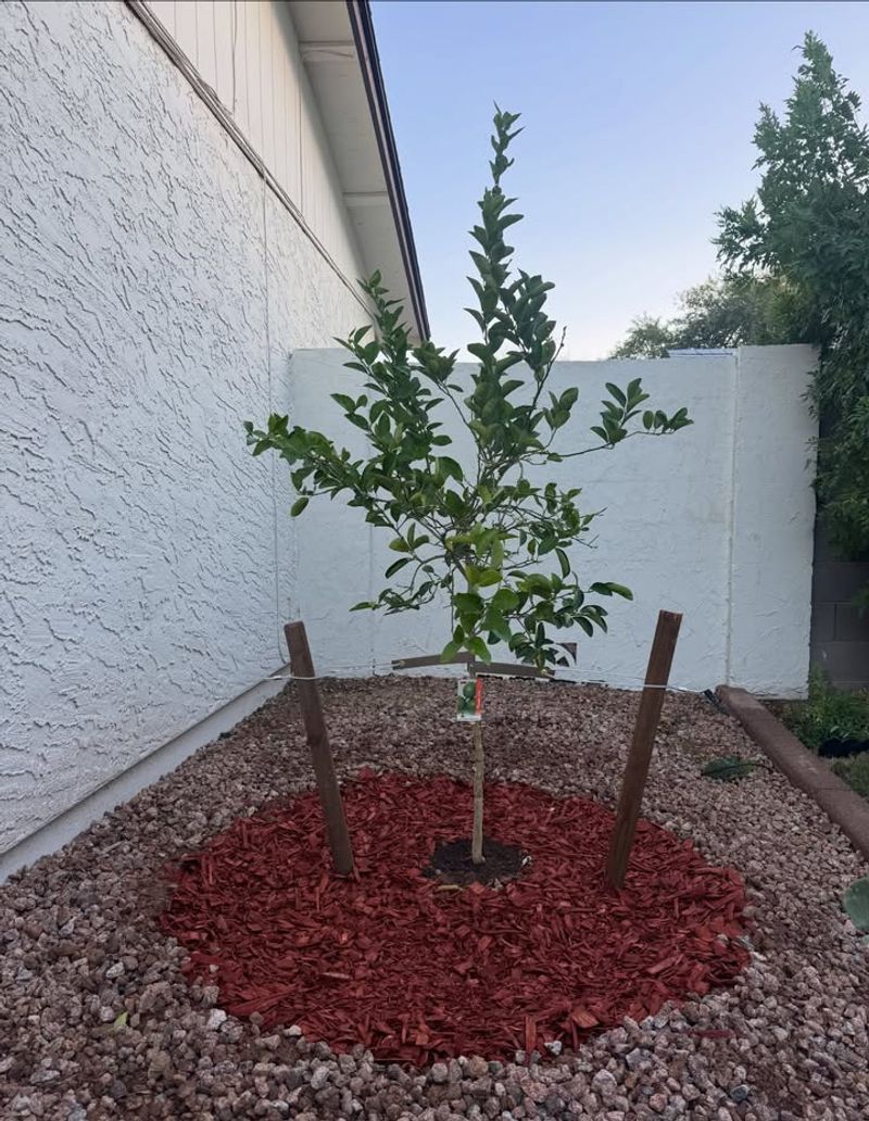 Mulch Helps Protect Shallow Roots Mulch Helps Protect Shallow Roots