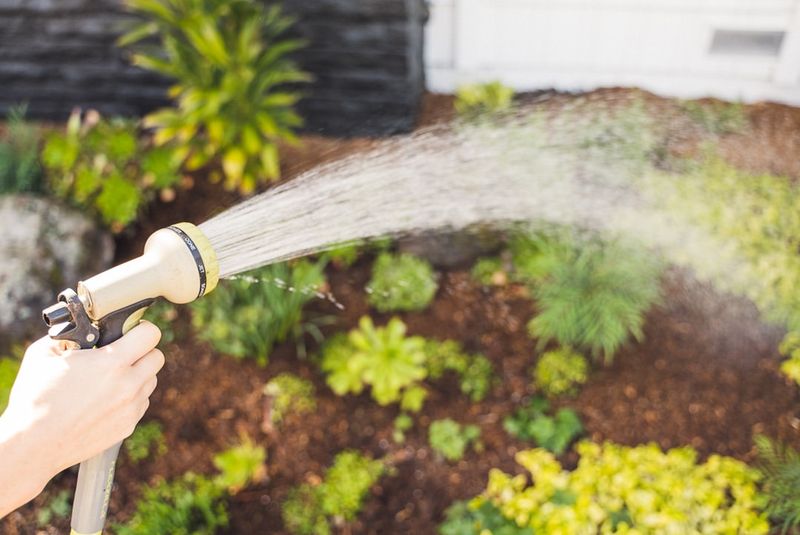 Mulch Helps Reduce Summer Watering Mulch Helps Reduce Summer Watering
