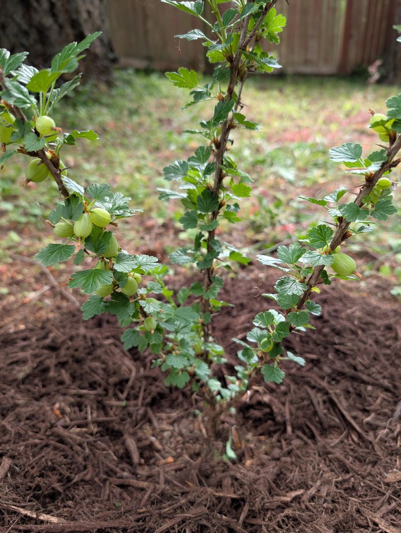 Mulch Helps Roots Handle Summer Heat Better Mulch Helps Roots Handle Summer Heat Better