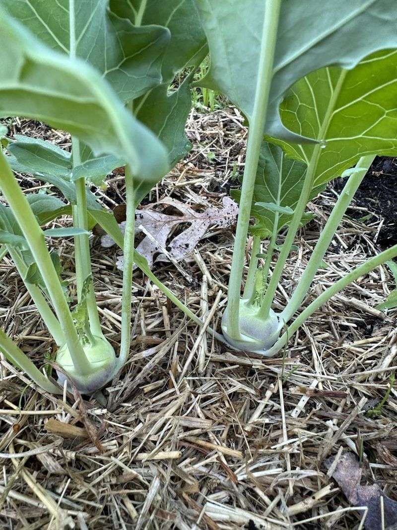 Mulch Helps Soil Stay Cool Mulch Helps Soil Stay Cool
