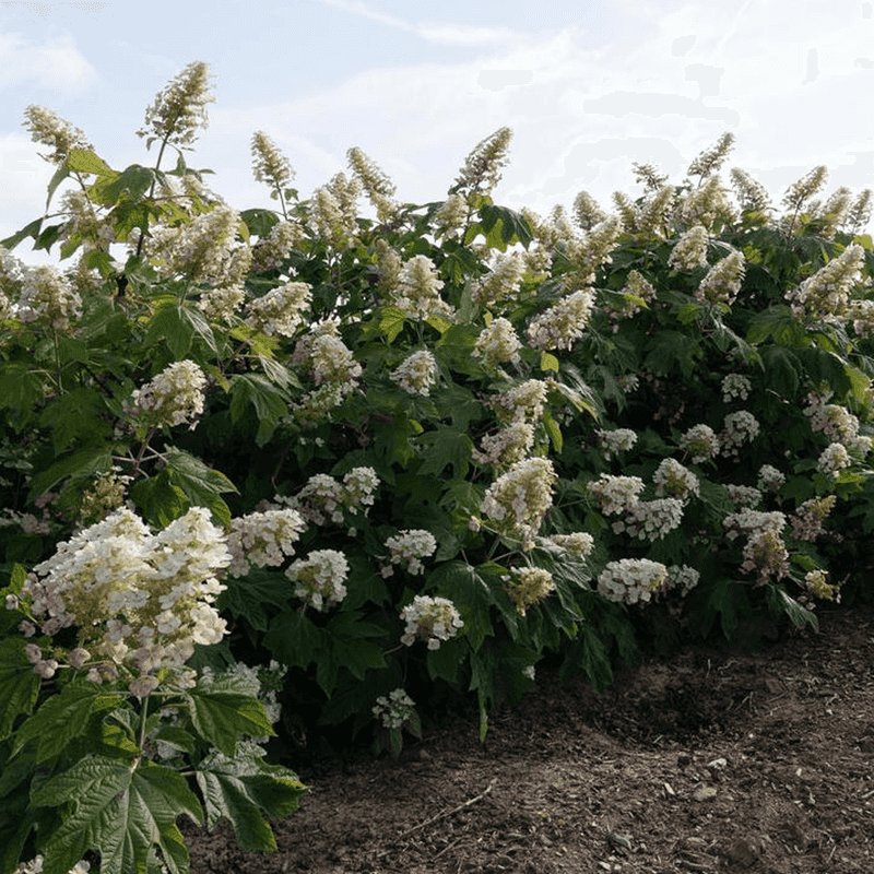 Mulch Helps Soil Stay Cooler Longer Mulch Helps Soil Stay Cooler Longer