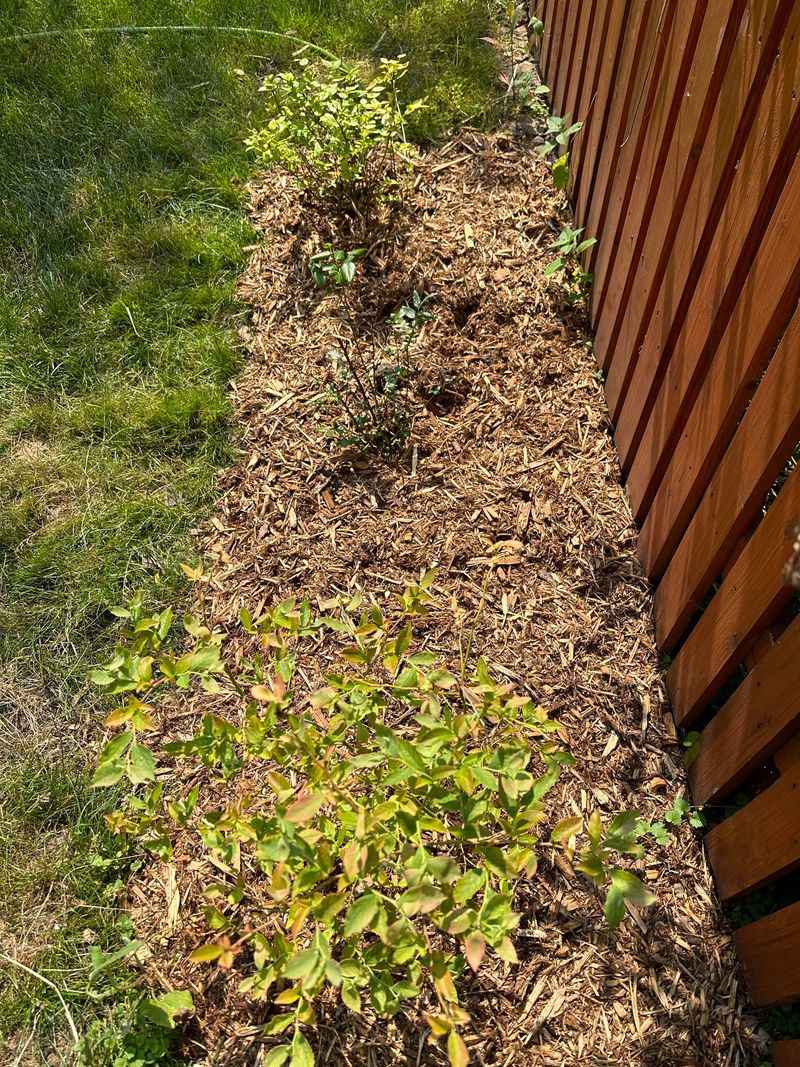 Mulch Is The Simple Fix Many People Miss