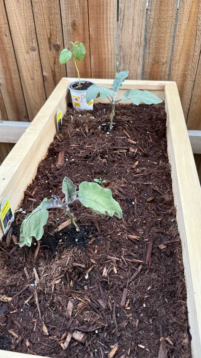 Mulch Is The Unsung Hero Of Hot Weather Gardening