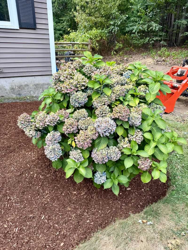 Mulch Keeps Hydrangea Roots Cooler