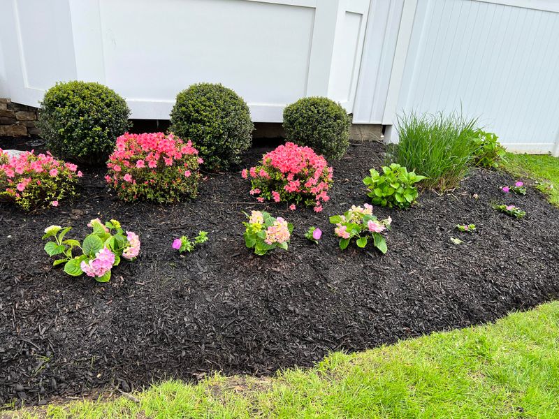 Mulch Keeps Roots Cooler During Summer Heat Mulch Keeps Roots Cooler During Summer Heat