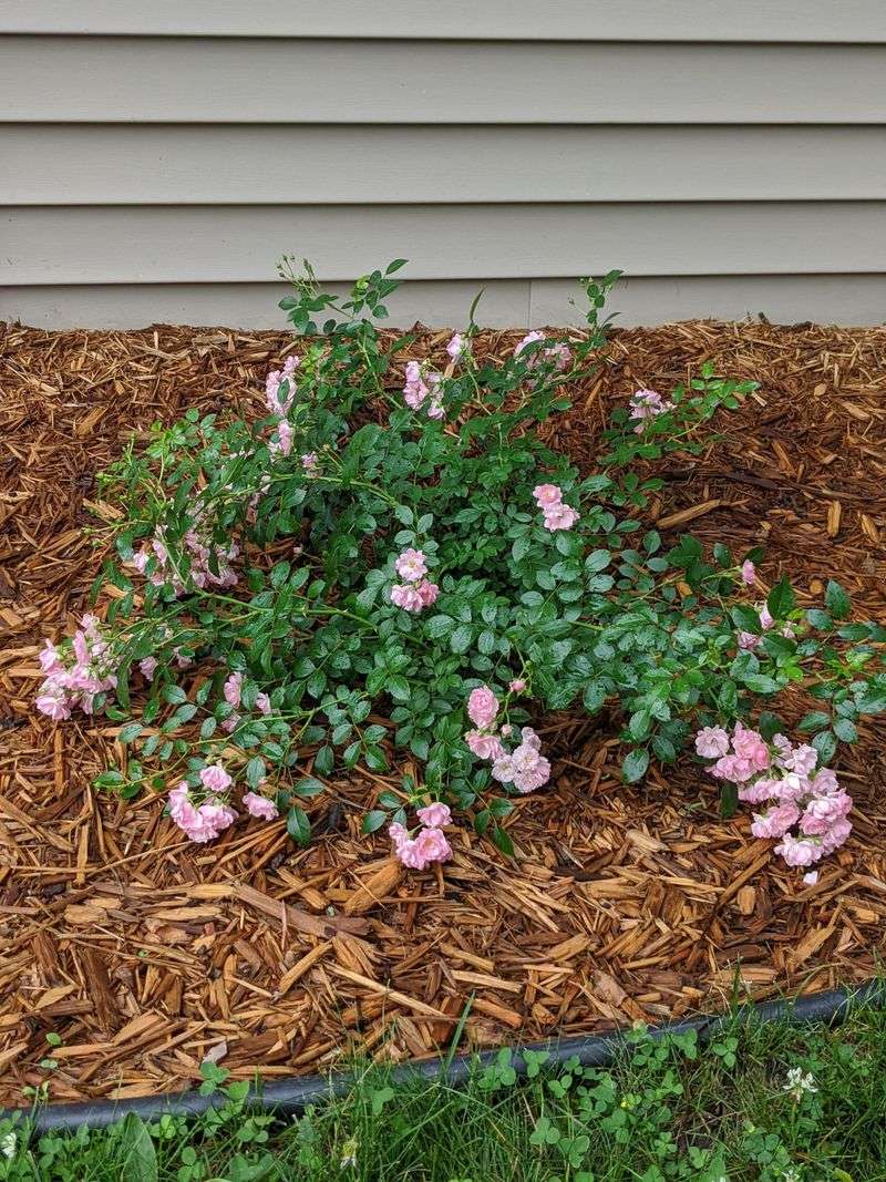 Mulch Keeps Rose Roots Cooler Longer Mulch Keeps Rose Roots Cooler Longer