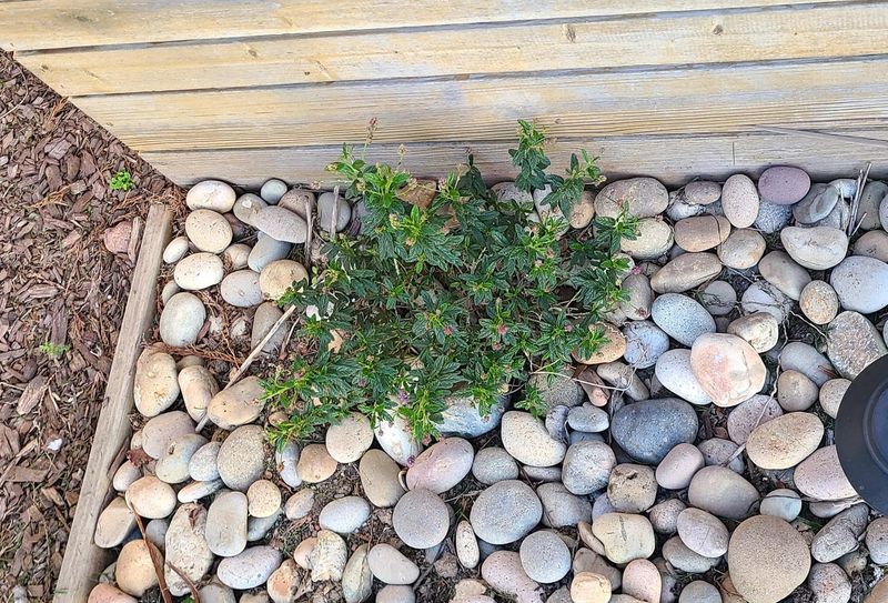 Mulch Lightly Instead Of Feeding Heavily