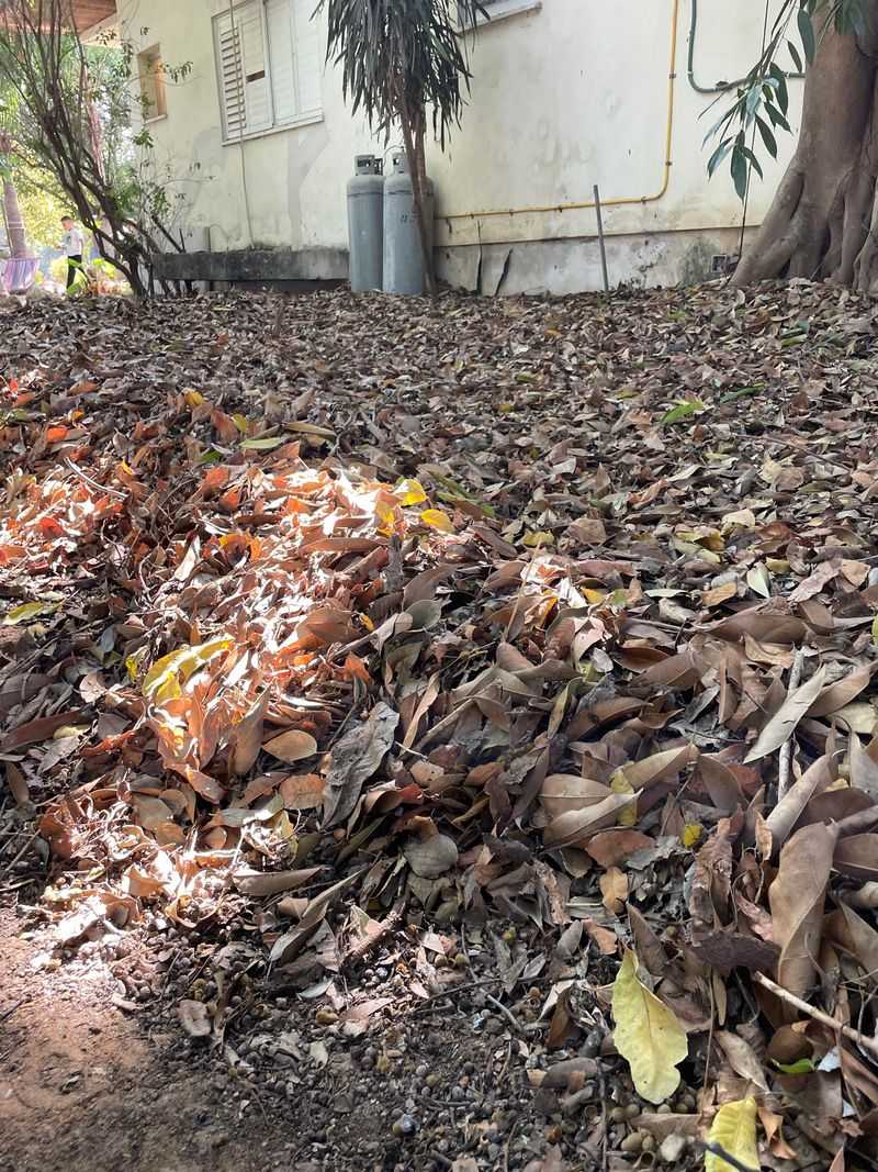 Mulch Lightly With Leaves