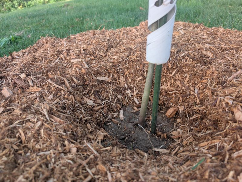 Mulch New Groundcovers Until Roots Spread Mulch New Groundcovers Until Roots Spread