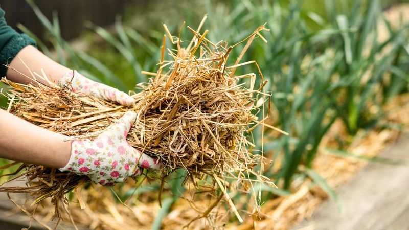 Mulch Slows Moisture Loss From The Soil