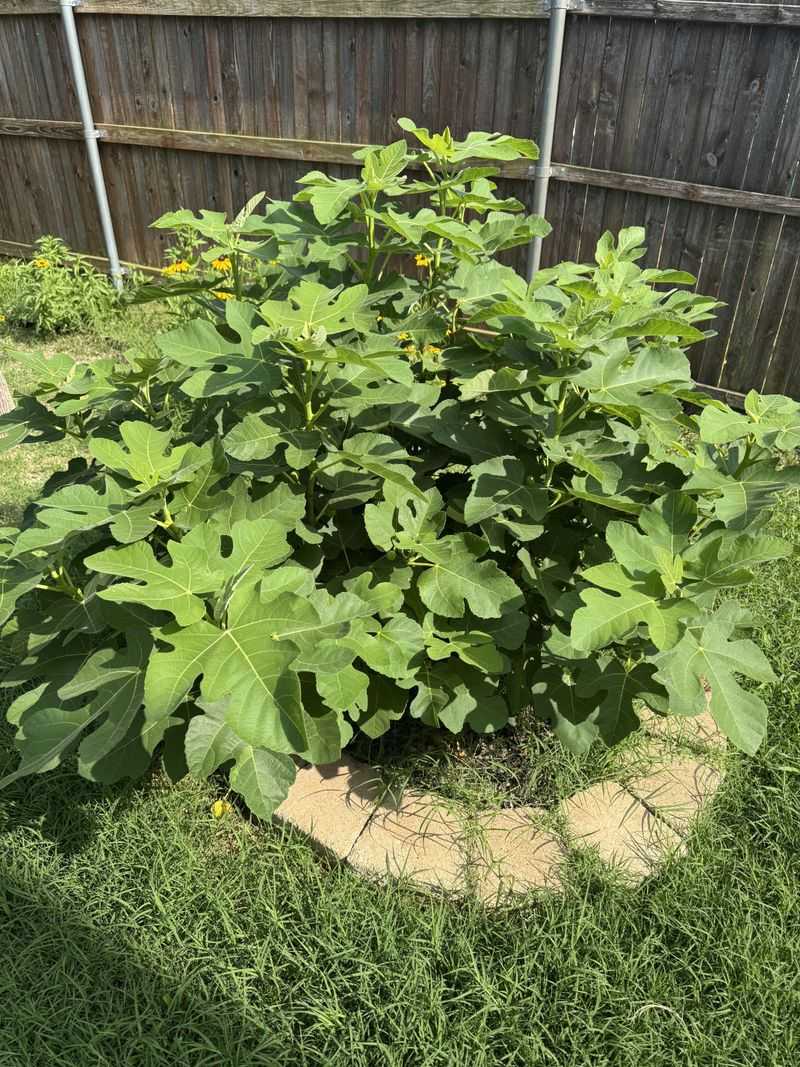 Mulch The Root Zone Without Crowding The Trunk